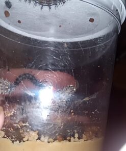 Insect Lore 5 Live Caterpillars Cup of Caterpillars Butterfly Kit Refill - Plus Butterfly Life Cycle Stages Toy Figurines - Shipped Now 47 6133KAdI6XL