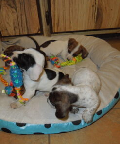 Petstages Mini Dental Chew Starter Pack for Puppies - 3 Pack Mini Chew 3 Pk 38 6134iEgeeL