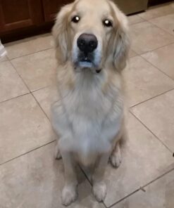 NUTRO NATURAL CHOICE Large Breed Adult Dry Dog Food, Chicken & Brown Rice Recipe Dog Kibble, 30 lb. Bag 30 Pound (Pack of 1) 37 6135fi1FkSL 1