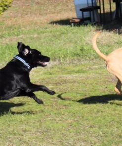 IAMS Adult High Protein Large Breed Dry Dog Food with Real Chicken, 30 lb. Bag 30 Pound (Pack of 1) 37 613CLQ7th6L