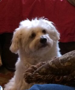 Trader Joe's Glucosamine Chondroitin for Dogs 13 613F GPx1L