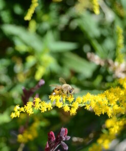 Nikon D7000 DSLR (Body Only) (OLD MODEL) Body Only Base 27 613JXCmZKmL