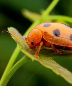 Oshiro 60mm f/2.8 2:1 LD UNC Manual Ultra-Macro Lens Compatible with Sony E-Mount a9, a7r, a7s, a7, a6600, a6500, a6400, a6300, a6000, a5100, a5000, a3500, a3000 Mirrorless Cameras (EOS-E) 48 613KBZmJH3L