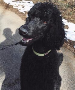 Natural Balance Ultra Premium Wet Dog Food, Beef Formula with Potatoes, Carrots & Brown Rice, 13 Ounce Can (Pack of 12) 35 613QI4lytXL 3