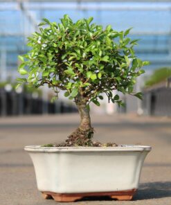 Brussel's Live Chinese Elm Outdoor Bonsai Tree - 5 Years Old; 6" to 8" Tall with Decorative Container Small CERAMIC POT 39 613SMu2MagL