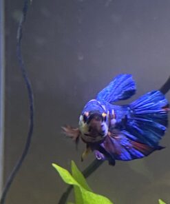 Ocean Nutrition Betta Pellets 2.65-Ounces (75 Grams) Jar 2.64 Ounce (Pack of 1) 29 613Wprkxb6L