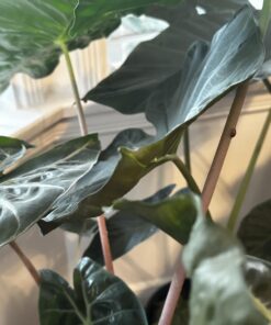 1500 Live Ladybugs - Good Bugs - Ladybugs - Guaranteed Live Delivery! 30 613j4ZH7QKL