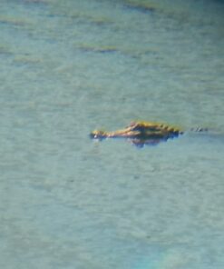 Celestron – Outland X 8x42 Binoculars – Waterproof & Fogproof – Binoculars for Adults – Multi-Coated Optics and BaK-4 Prisms – Protective Rubber Armoring 8x42 Outland X 28 613k3wWG5gL