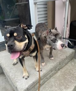 Purina DentaLife Made in USA Facilities Large Dog Dental Chews, Daily - (4) 18 ct. Pouches 18 Count (Pack of 1) 32 613kBDsRgiL