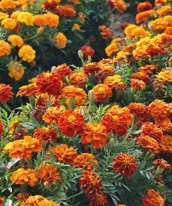 French Marigold Sparky Mix Seeds, Over 5,000 Seeds by Seeds2Go 21 613liIxCg0L