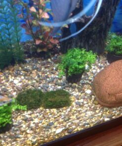 Bolbitis Difformis Baby Leaf Fern Potted Live Aquarium Plants for Freshwater Fish Tank by Greenpro 41 613nfPcC3WL