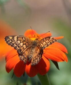 Outsidepride Tithonia Speciosa Red Mexican Sunflower Garden Cut Flowers - 1000 Seeds 44 613pDtZdAsL