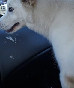 NaturVet – Yard Odor Eliminator – Eliminate Stool and Urine Odors from Lawn and Yard – Designed for Use on Grass, Plants, Patios, Gravel, Concrete & More – 31.6 oz Ready-to-Use with Nozzle Without Citronella 32 Fl Oz (Pack of 1) 32 613rezr1OaL