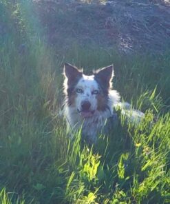 Humane Dog Bark Collar 2 Pack | Anti Barking Training Collar | Vibrating, No Shock Stop Barking for Small Medium Large Dogs | Excessive Barking Pet Corrector, (Battery) Orange & Blue Battery 49 613u9C8e2aL