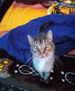 SENTRY Fiproguard for Cats, Flea and Tick Prevention for Cats (1.5 Pounds and Over), Includes 6 Month Supply of Topical Flea Treatments 36 613zXl8EuL