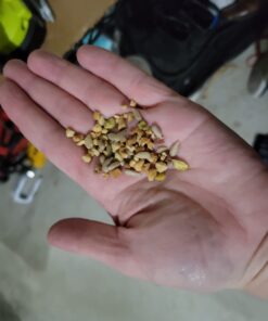 Lyric Fine Tunes Wild Bird Seed - No Waste Bird Food Mix - Attracts Bluebirds, Finches, Chickadees & More - 15 lb. Bag 15.00 Pound (Pack of 1) Seed Mix 31 6140HXl CL