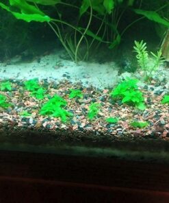 Staurogyne Repens Tissue Cultured - Foreground Aquarium Plant 46 614CSlVIwyL