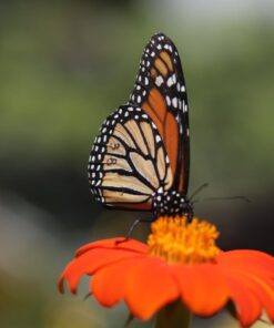 Outsidepride Tithonia Speciosa Red Mexican Sunflower Garden Cut Flowers - 1000 Seeds 42 614L YAeDL