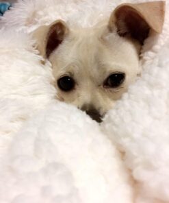 Chanasya Premium Solid Faux Long Fur Throw Blanket - Soft, Fuzzy Throw Blanket - for Bed or Couch - 50" x 65” - White 50x65 Inches A(white) 30 614MtGHtFxL