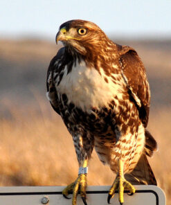 AF-S DX Nkr 18-200mm F/3.5-5.6G ED VR II Lens Only 52 614TXqP1GAL