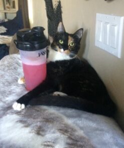 Fit & Fresh Jaxx Fit Pack Meal Prep Bag, Standard, Red & Black, Polyester 35 614U30KdlL 3