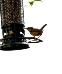 Squirrel Buster Standard Squirrel-proof Bird Feeder w/4 Metal Perches, 1.3-pound Seed Capacity, garden green 32 614Wy25d9qL