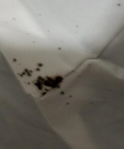 Linenspa Zippered Mattress Encasement - Waterproof & Bed Bug Proof - Premium Noiseless & Absorbent Cover – Queen, White 12" Depth 51 614Xlk8zz7L