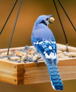 Nature's Way Bird Products CWF3 Cedar Platform Tray Bird Feeder 12" x 12" 12" x 12" 37 614eUXNZNPL