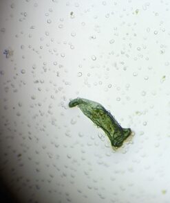 SWIFT SW350T 40X-2500X Magnification, Siedentopf Head, Research-Grade Trinocular Compound Lab Microscope with Wide-Field 10X and 25X Eyepieces, Mechanical Stage, Abbe Condenser, Camera-Compatible 35 614hCuYd80L