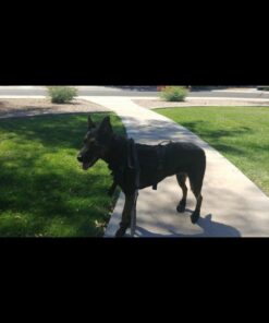 Hipaw Summer Breathable Dog Boots Nonslip Sole Paw Protector for Hardwood Floor Small ( Insole: 2.15"W ) Black 19 614rPe 5ZL