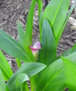 Nikon COOLPIX P900 Digital Camera (Black) 75 6150imubuUL