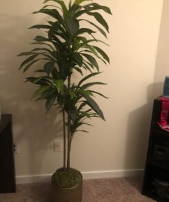 Nearly Natural 6596 6ft. Dracaena Silk Plant (Real Touch),Green 38 6151RgK9rYL