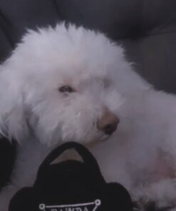 Haute Diggity Dog Fashion Hound Designer Handbags & Bones Collection – Soft Plush Designer Dog Toys with Squeaker and Fun, Parody Designs from Safe, Machine-Washable Materials for All Breeds & Sizes Small Pawda Bag 19 6156WUp8kWL