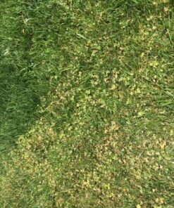 Ortho Weed B Gon Chickweed, Clover & Oxalis Killer for Lawns, 32 Oz. Ready to Spray 22 6159mMAX6iL