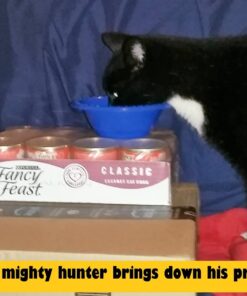 Purina Fancy Feast Salmon Feast Classic Grain Free Wet Cat Food Pate - (24) 3 oz. Cans 3 Ounce (Pack of 24) 36 615H9YQXb7L