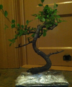 Brussel's Live Chinese Elm Outdoor Bonsai Tree - 5 Years Old; 6" to 8" Tall with Decorative Container Small CERAMIC POT 45 615KHrHadwL