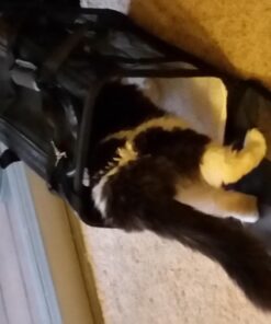 Amazon Basics Soft-Sided Mesh Pet Travel Carrier for Dog, Cat, Medium, 16.5"L x 9.4"W x 9.8"H, Black Without Wheels 51 615PrZgeevL