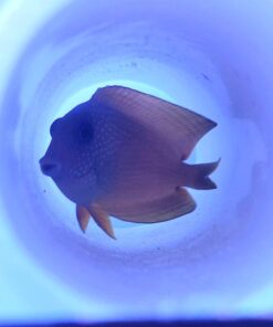 Seachem Cupramine Copper 250ml 1 10 615QGFOd0vL