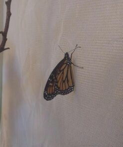 Trasfit Pop-up Insect and Butterfly Habitat Cage Terrarium - 24 Inches Tall 48 615RPh78UzL