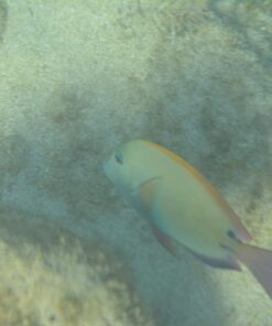 Zonman DSLR Camera Univeral Waterproof Underwater Housing Case Pouch Bag for Canon Nikon Sony Pentax Brand Digital SLR Cameras Transparent 33 615Rn7aVSL