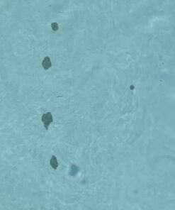 Flex Seal Liquid, 1 Gallon, White, Liquid Rubber Coating Sealant, Waterproof, Flexible, Breathable, and UV Resistant, Roof Repair, Basements, RV, Campers, Trailers, Marine, EPDM, Masonry 1-gal 35 615VFfvfNL