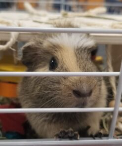 Oxbow Animal Health Western Timothy Hay - All Natural Hay for Rabbits, Guinea Pigs, Chinchillas, Hamsters & Gerbils-Veterinarian Recommended- Digestive & Dental Health- Grown in the USA- 9lb. 9 Pound (Pack of 1) 41 615ZsyVUaSL