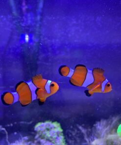 Boyd Chemi-Pure Blue Nano Aquarium (5 Pack) 18 615aFZr1mIL