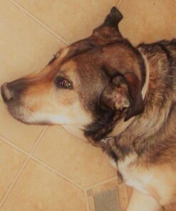 IAMS Adult High Protein Large Breed Dry Dog Food with Real Chicken, 30 lb. Bag 30 Pound (Pack of 1) 38 615jSnAeMkL