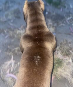 Wild Alaskan Salmon Oil for Dogs & Cats - Omega 3 Skin & Coat Support - Liquid Food Supplement for Pets - Natural EPA + DHA Fatty Acids for Joint Function, Immune & Heart Health 16 Fl Oz 16 Fl Oz (Pack of 1) 38 615mdsezGVL