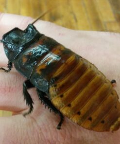 Josh's Frogs Male Madagascar Hissing Cockroach (Gromphadorhina portentosa) 28 615ojDrrjTL