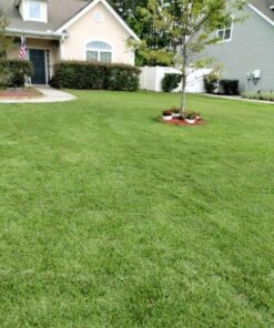Scotts Turf Builder Grass Seed Bermudagrass, Mix for Full Sun, Built to Stand Up to Heat & Drought, 5 lbs. 5 lb. 75 615vGKQw6aL