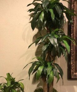 Nearly Natural - 6584 62in. Corn Stalk Dracaena Silk Plant (Real Touch), 24" x 28" x 62", Green artificial plant 62 615zfNyOxIL