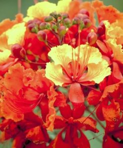 Alternative view of Caesalpinia pulcherrima, Flowering Dwarf Poinciana Pride of Barbados - 10 Seeds
