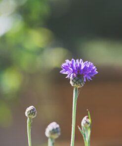 OM SYSTEM OLYMPUS M.Zuiko Digital 40-150mm F4.0-5.6 R Black For Micro Four Thirds System Camera, 3.75x Zoom Lens, Portable Design Standard Packaging 91 6165GeAZAL